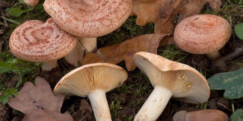 Zlatno žuta prsa (zlatno mliječna): fotografija i opis